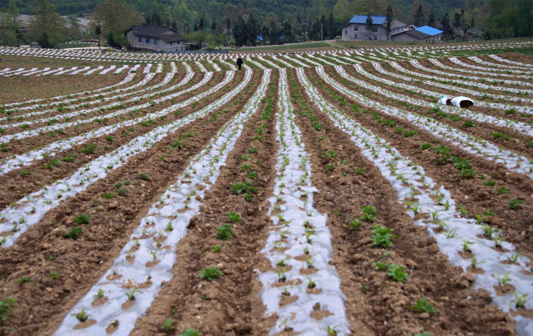 Best Biodegradable Agricultural Mulch Film SupplierPLALEAVES